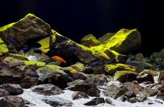 Biotopi