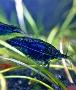 Blue Diamond shrimp