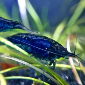 Blue Diamond shrimp
