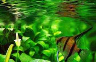 Metode i postupaci kod bolesti