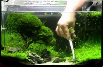 Bonsai akvarijum