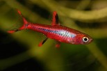 Boraras (Rasbora) brigittae-brigite