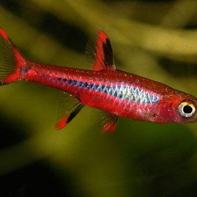 Boraras (Rasbora) brigittae-brigite