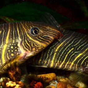 Botia striata