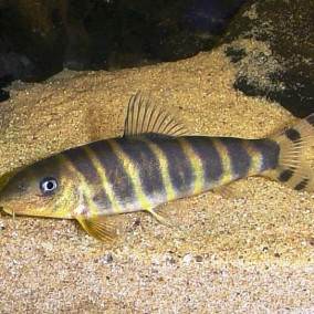 Botia Dario