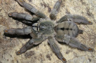 Psalmopoeus cambridgei