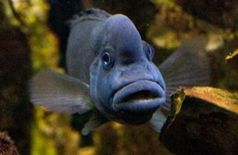 Casuarius neverovatno lepa riba koja se ne da slikati