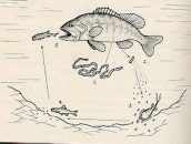 Gliste u telesnoj duplji