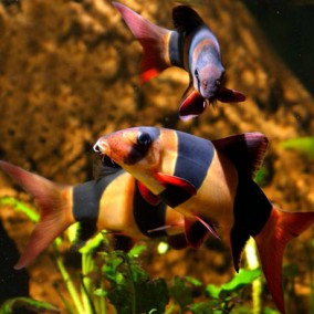 Makrakanta – Chromobotia macracanthus