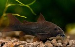 Corydoras venezuela black
