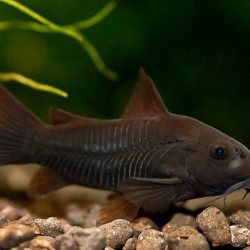 Corydoras venezuela black