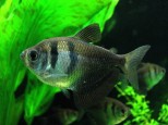 Gymnocorymbus ternetzi-Crna tetra