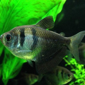 Gymnocorymbus ternetzi-Crna tetra