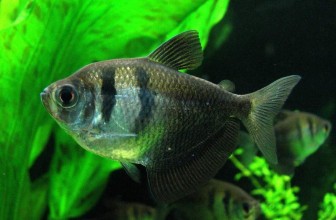 Razlikovanje polova kod crnih tetri