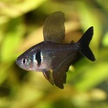 Hyphessobrycon (Megalamphodus) megalopterus – Crni fantom