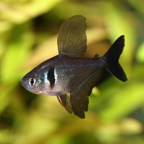 Hyphessobrycon (Megalamphodus) megalopterus – Crni fantom