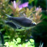 Nematobrycon palmeri black – crni palmeri