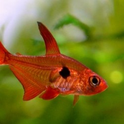 Hyphessobrycon (Megalamphodus) sweglesi-Crveni fantom