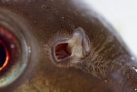 Čulo mirisa i Feromoni