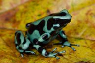 Dendrobates Auratus