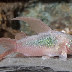 Corydoras aeneus-eneus