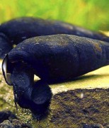 Faunus Ater-Black Devil Snail