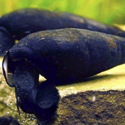 Faunus Ater-Black Devil Snail
