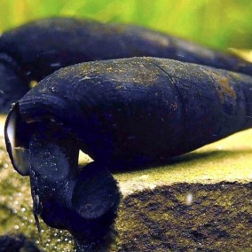 Faunus Ater-Black Devil Snail
