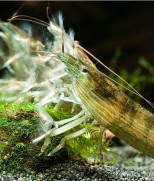 Atopsys molluccensis-Bamboo shrimp-Azijski filter šrimp