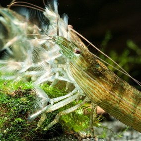 Atopsys molluccensis-Bamboo shrimp-Azijski filter šrimp