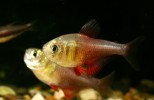 Hyphessobrycon flammesus – Crvena tetra