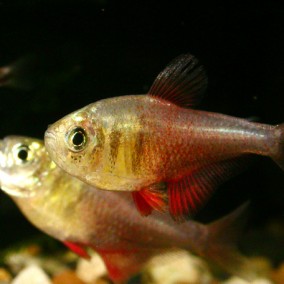 Hyphessobrycon flammesus – Crvena tetra