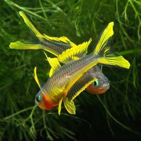 Pseudomugil furcatus-Furkata