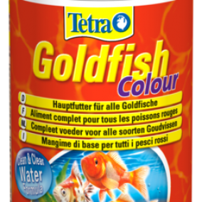 Tetra Goldfish Colour