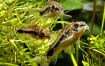 Corydoras habrosus-Habrozus