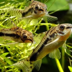 Corydoras habrosus-Habrozus