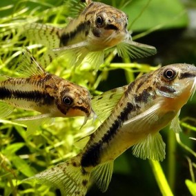 Corydoras habrosus-Habrozus
