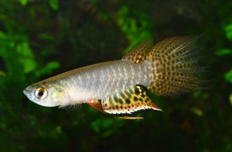 Jednogodišnje ribe