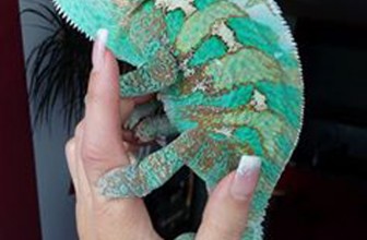 Jemenski kameleon (Chamaeleo calyptratus)