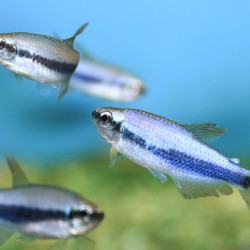 Inpaichthys kerri – keri tetra