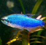Inpaichthys kerri super blue – plavi keri