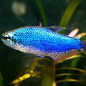 Inpaichthys kerri super blue – plavi keri