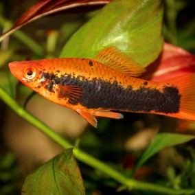 Xiphophorus helleri – ksifo