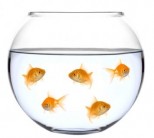 Akvarijumska Kugla 3 Litre