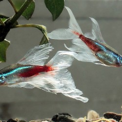 Paracheirodon innesi longfin Šlajer neonka