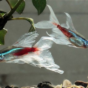 Paracheirodon innesi longfin Šlajer neonka