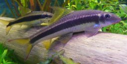 Lažni sijamski algar