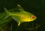 Hyphessobrycon pulchripinnis – limun tetra