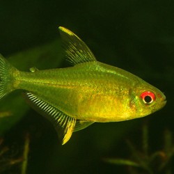Hyphessobrycon pulchripinnis – limun tetra