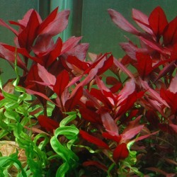 Ludwigia repens ‘Rubin’